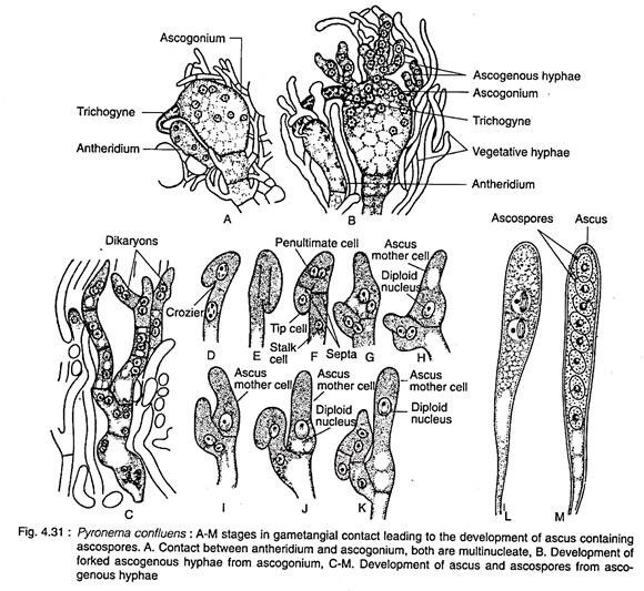 Pyronema confluens