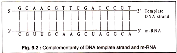 Complementarity of DNA Template