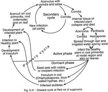 Disease Cycle of Red Rot of Sugarcane