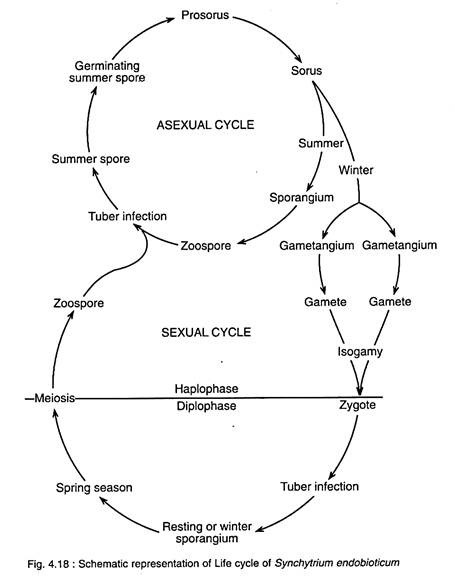 Life Cycle of Synchytrium Endobioticum