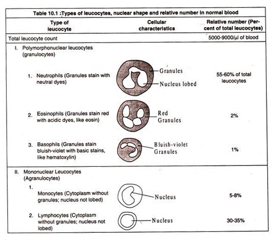 Types of Leucocytes, Nuclear Shape and Relative Number