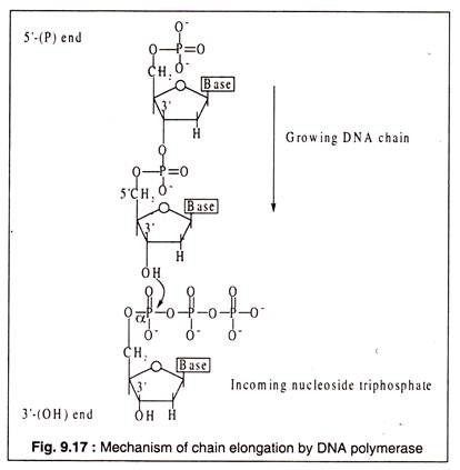 Mechaism of Chain Elongation by DNA Polymerase