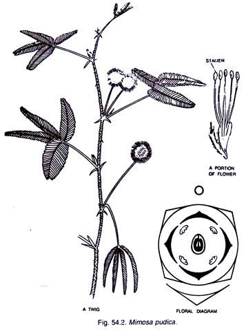 Mimosa Pudica