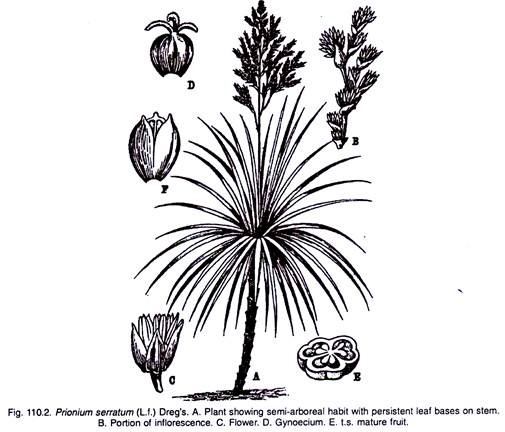 Prionium Serratum