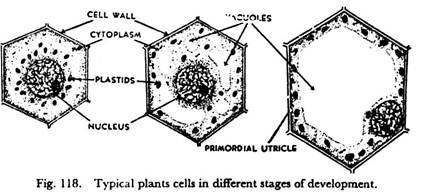 Typical Plants Cells