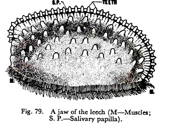 Jaw of the Leech