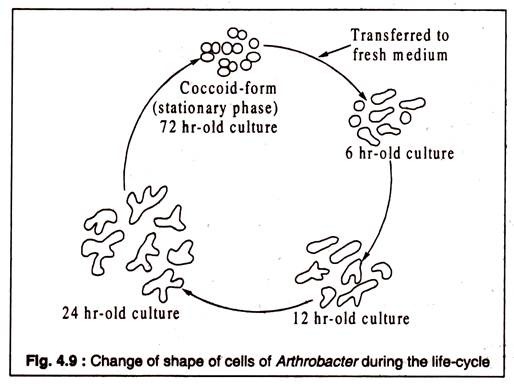 Change of Shape of Cells of Arthrobacter