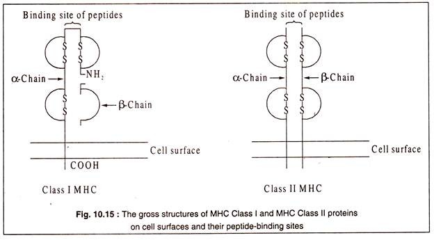 Gross Structures of MHC Class I and II