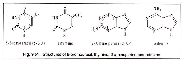 Structures of 5-Bromouracil, Thymine, 2-Aminopurine and Adenine