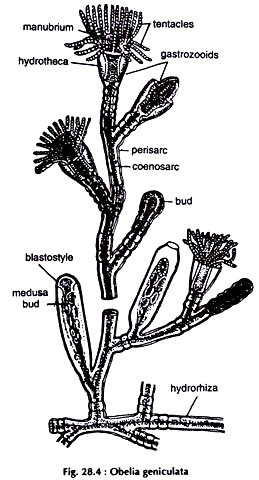 Obelia Geniculata