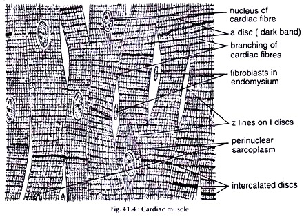 Cardiac Muscle