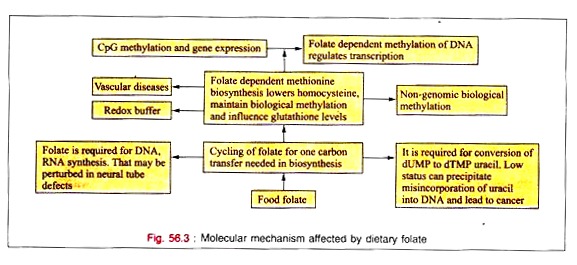 Molecular Mechanism Affected by Dietary Folate