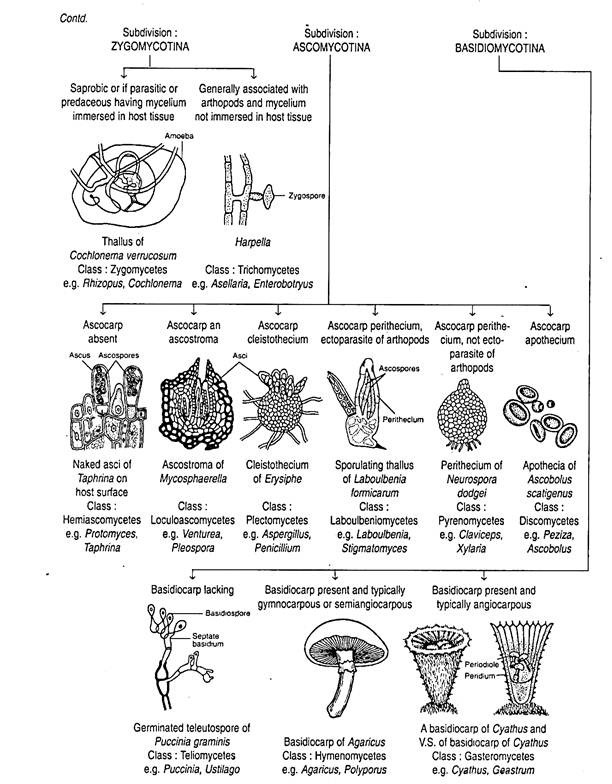 Classification of G. C. Ainsworth 