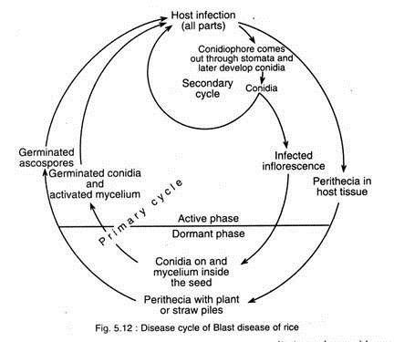 Disease Cycle of Blast Disease of Rice