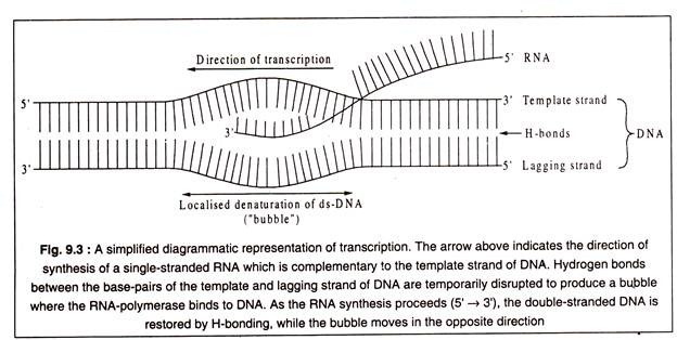 Simplified Diagrammatic Representation of Transcription