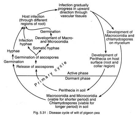 Disease Cycle of Wilt of Pegion Pea