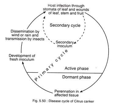 Disease Cycle of Citrus Canker