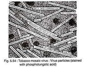 Tobacco Mosaic Virus: Virus Particles