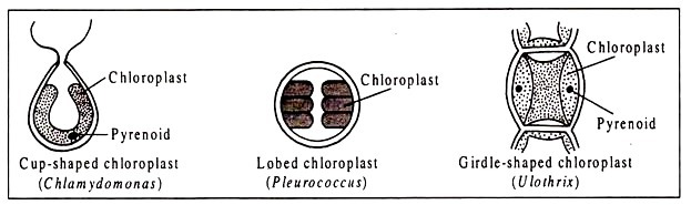 Variations in the Structure of Chloroplasts