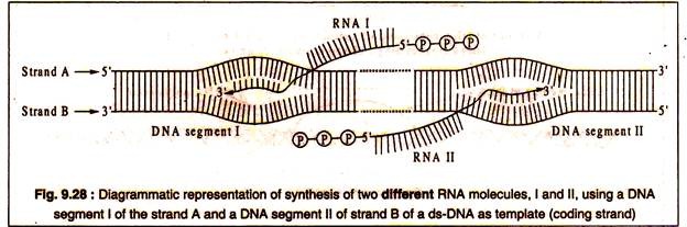 Synthesis of Two Different RNA Molecules