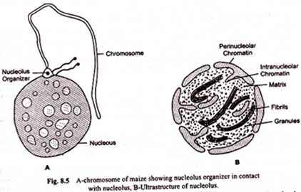 Lymph Node