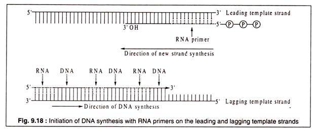 Initation of DNA Synthesis