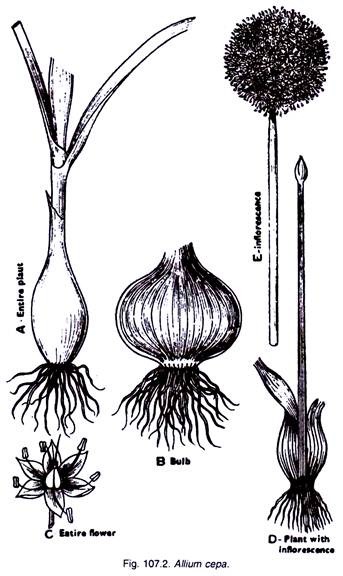 Allium Cepa