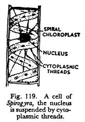 Cell of Spirogyra