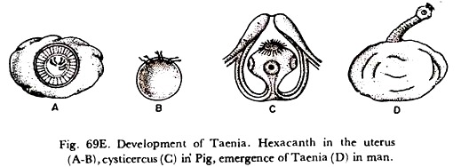 Development of Taenia