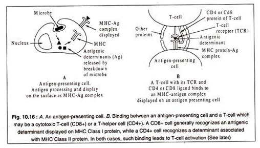 Antigen-Presenting Cell and Binding between an Antigen Presenting Cell and a T-Cell