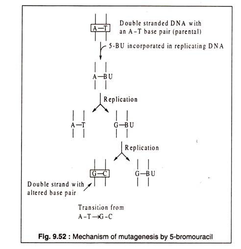 Mechanism of Mutagenesis by 5-Bromouracil