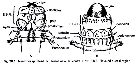 Neanthes sp. Head