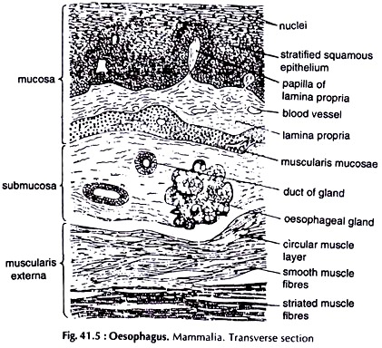 Oesophagus. Mammalia