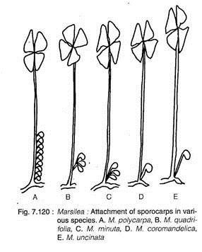 Attachment of Sporocarps in Various Species