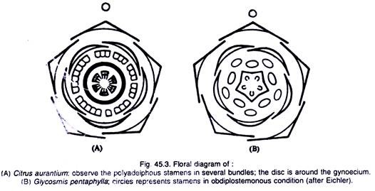 Citrus Aurantium and Glycosmis Pentaphylla