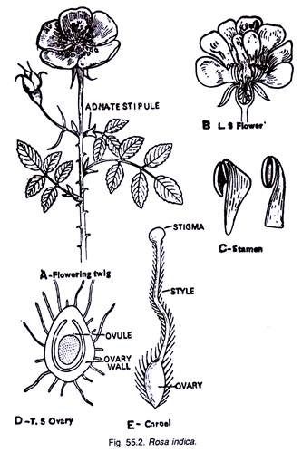 Rosa Indica