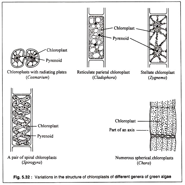 Variations in the Structure of Chloroplasts 