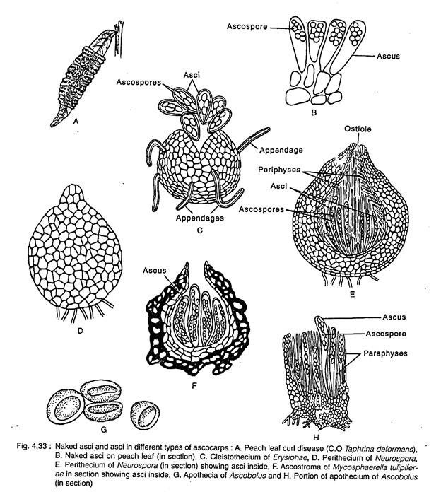 Naked asci and asci in different types of ascocraps