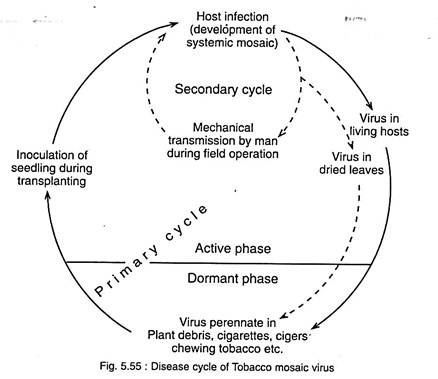 Disease Cycle of Tobacco Mosaic Virus (TMV) 