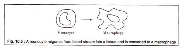 Monocyte Migrates