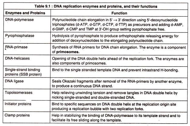 DNA Replication Enzymes