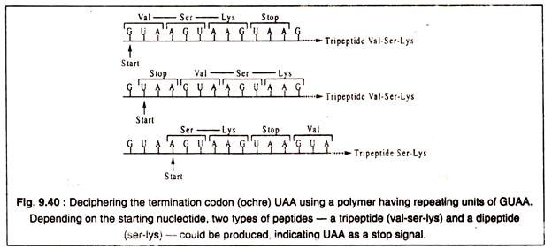 Deciphering the Termination Codon