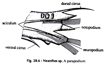 Neanthes sp. A Parapodium