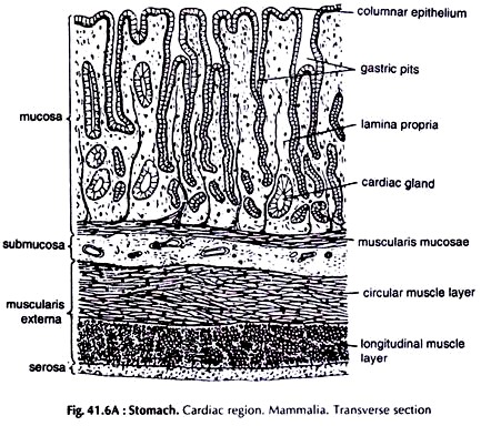 Stomach. Cardiac Region