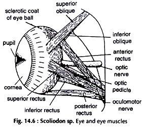 Scoliodon sp. Eye and Eye Muscles