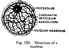 Structure of a Nucleus