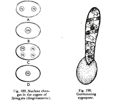 Nuclear Changes in the Zygote and Germinating Zygospore