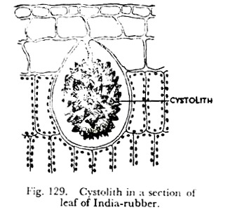 Cystolith in a Section of Leaf of India-Rubber