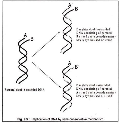 Replication of DNA by Semi-Conservative Mechanism