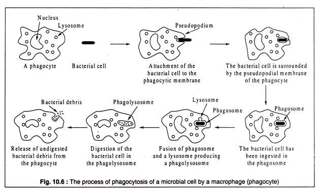 Process of Phagocytosis